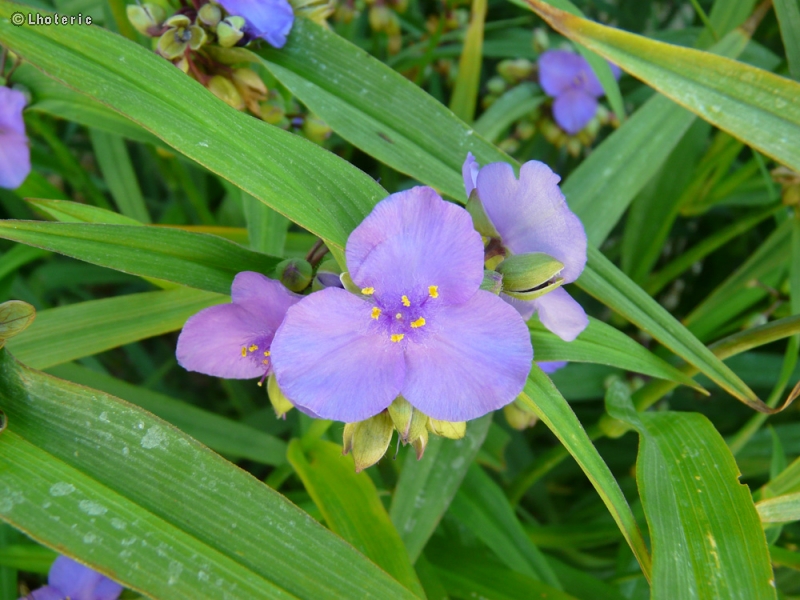 Commelinaceae - Tradescantia ohioensis - Tradescantia