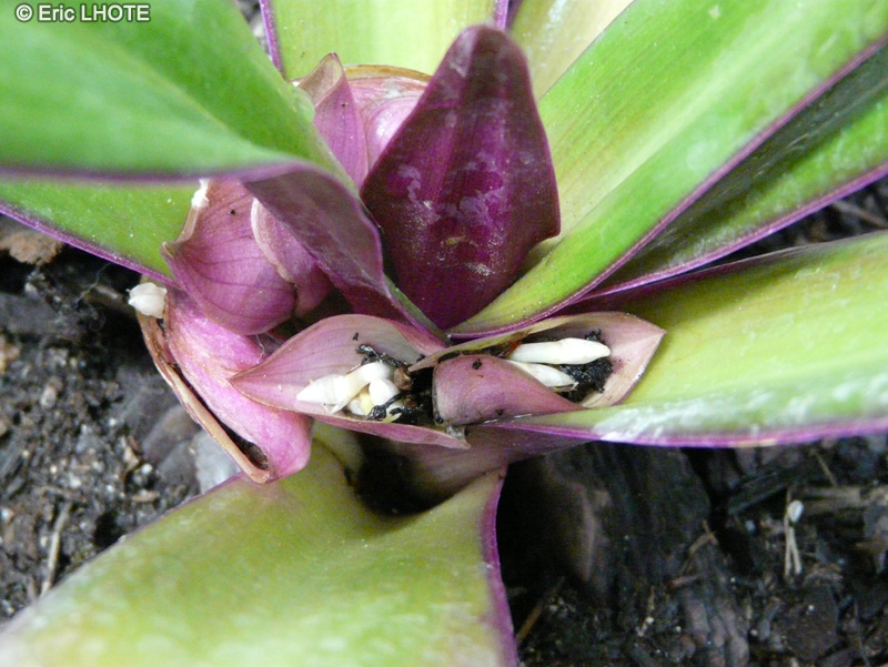  - Tradescantia spathacea, Rhoeo discolor, Rhoeo spathacea - 