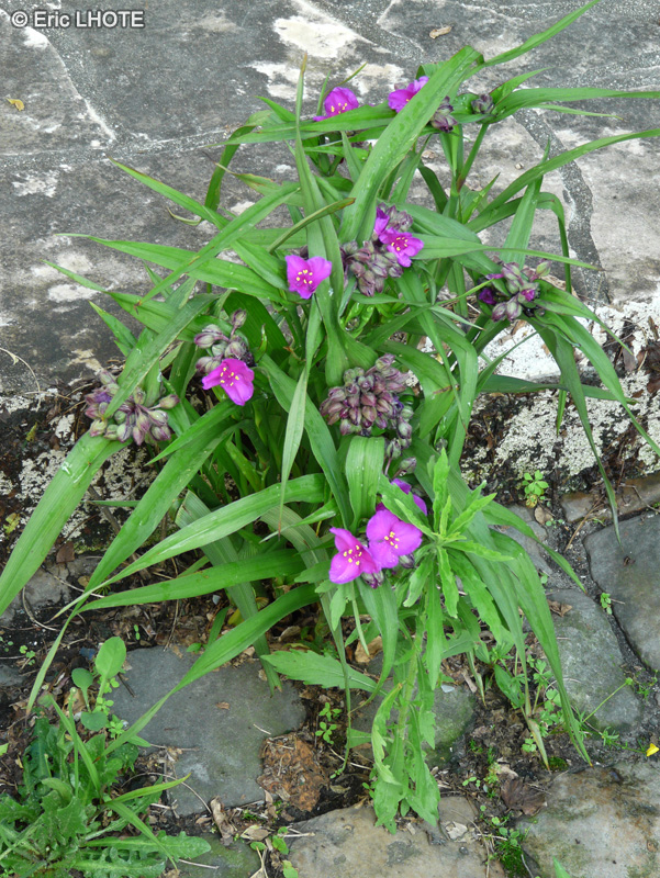  - Tradescantia x andersoniana, Tradescantia virginiana - 