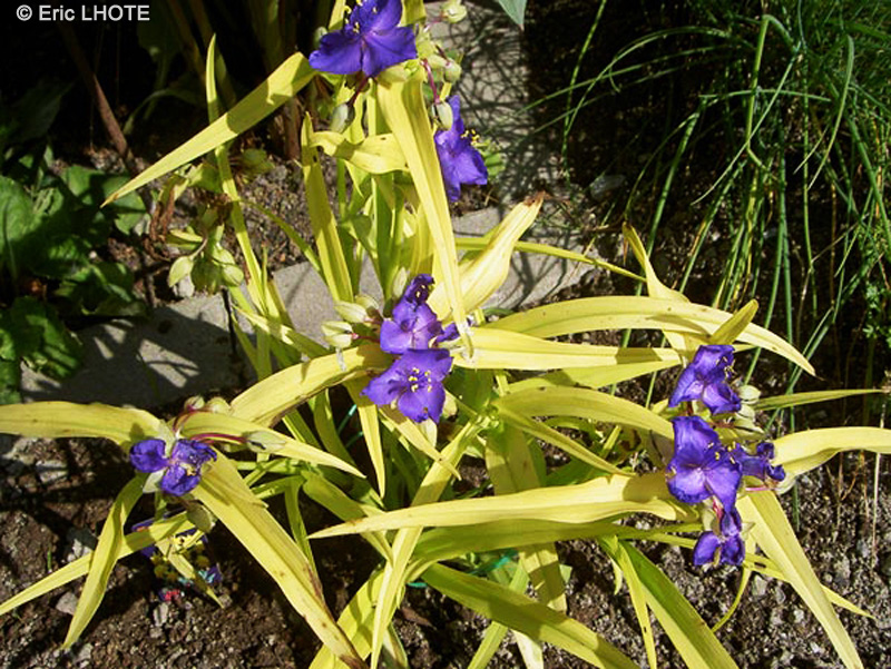 Commelinaceae - Tradescantia x andersoniana, Tradescantia virginiana - Ephémère de Virginie
