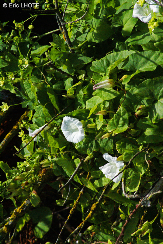  - Calystegia sepium - 