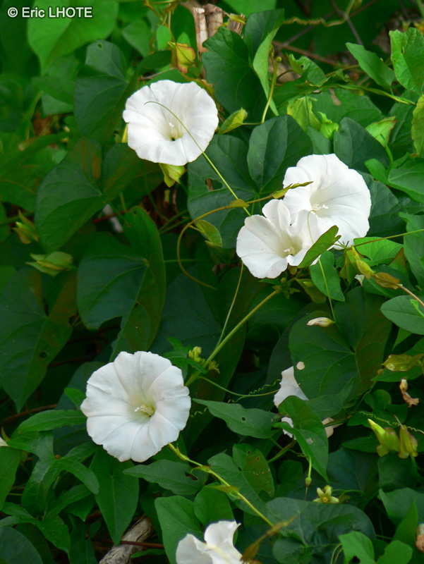  - Calystegia sepium - 