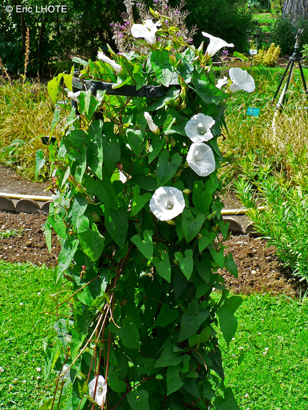 Convolvulaceae - Calystegia sepium - Liseron des haies