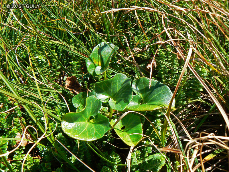 Convolvulaceae - Calystegia soldanella - Liseron des dunes, Liseron des sables, Liseron de mer