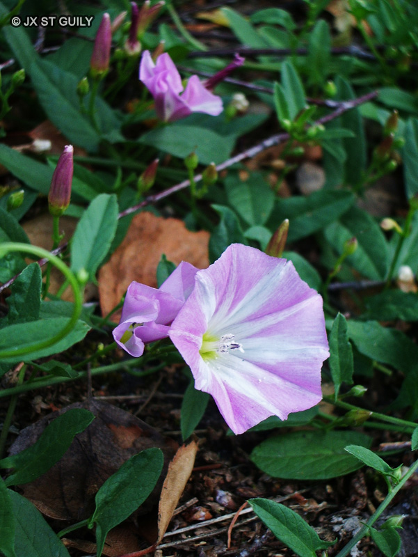 Convolvulaceae - Convolvulus arvensis - Petit liseron, Liseron des champs, Petite campanette, Vrillée