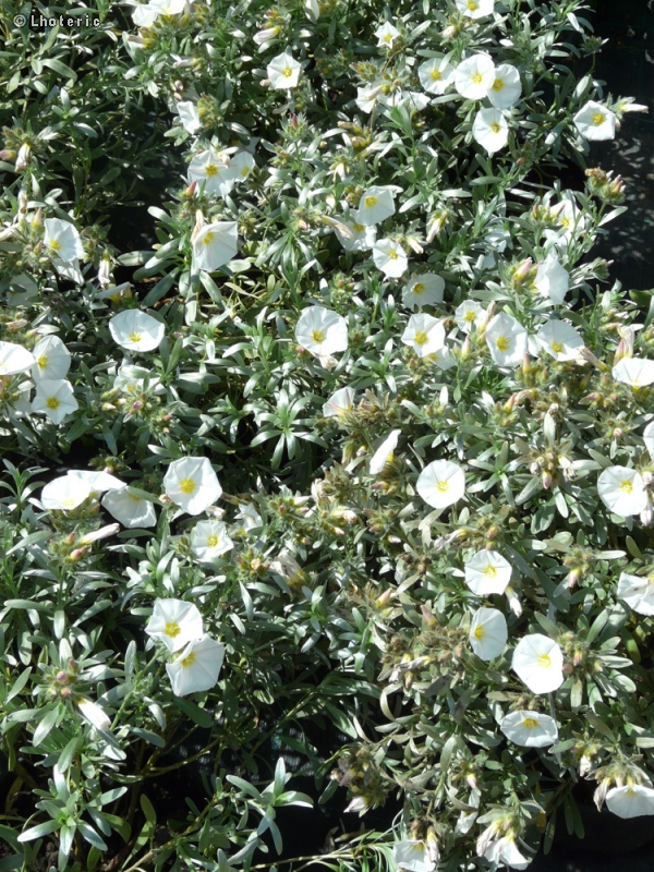 Convolvulaceae - Convolvulus cneorum - Liseron camélée, Liseron de Turquie