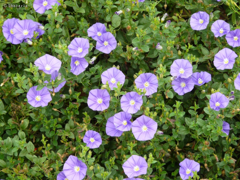 Convolvulaceae - Convolvulus mauritanicus - Liseron de Mauritanie