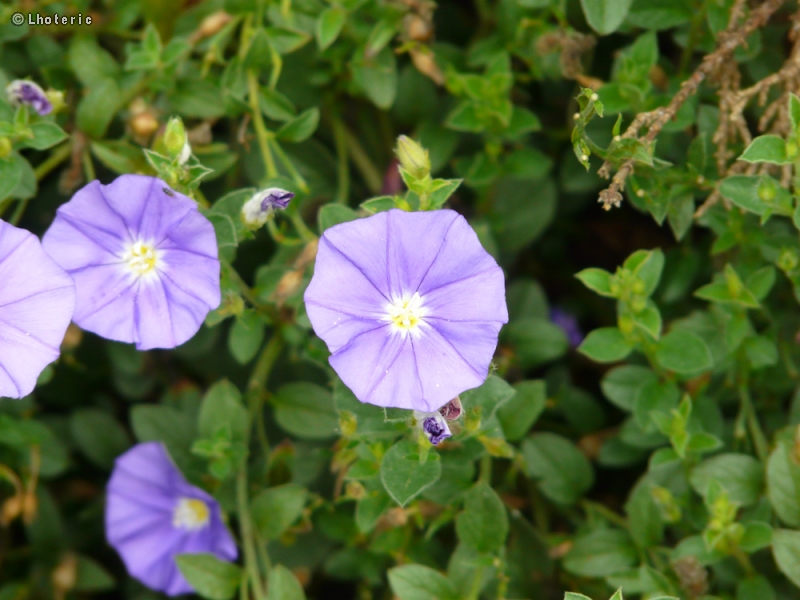  - Convolvulus mauritanicus - 