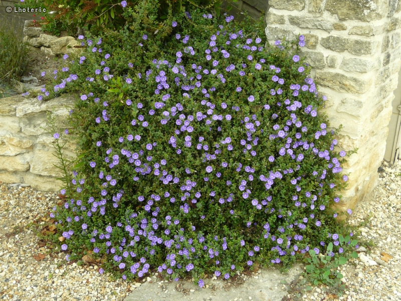  - Convolvulus mauritanicus - 