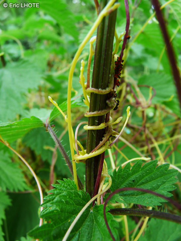 - Cuscuta europaea - 
