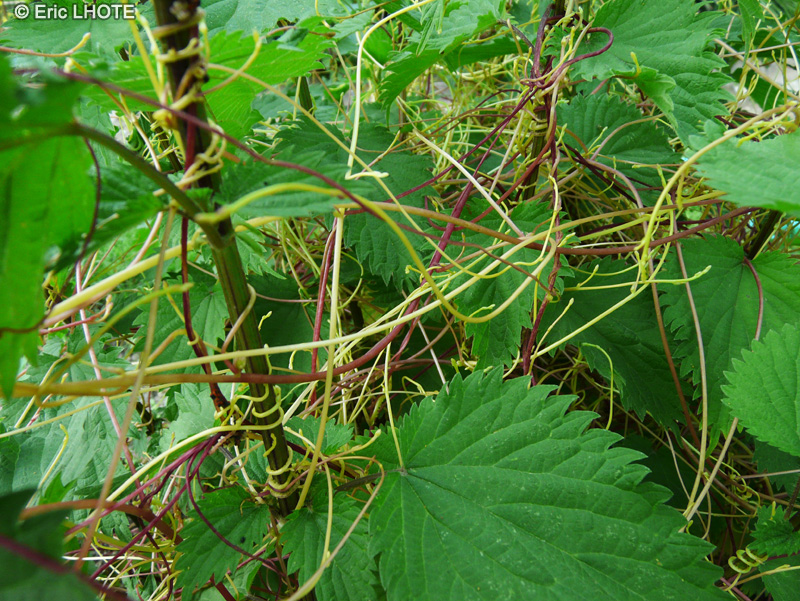  - Cuscuta europaea - 