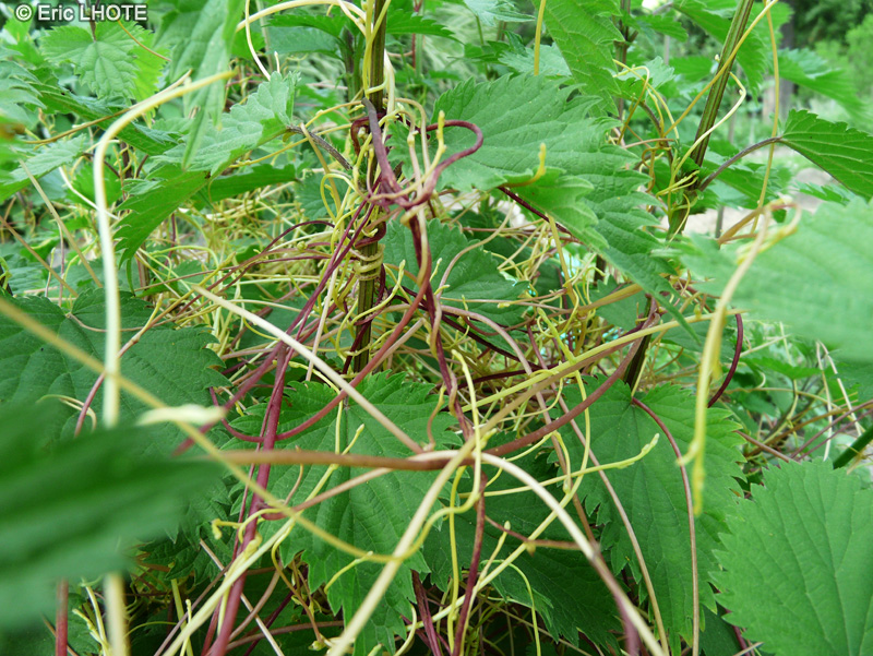 Convolvulaceae - Cuscuta europaea - Cuscute d&rsquo;Europe, Grande Cuscute