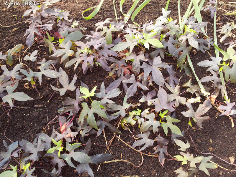 Convolvulaceae - Ipomoea batatas Blackie - Vigne de patate douce