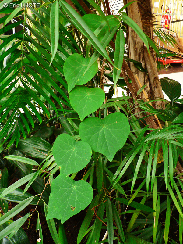  - Ipomoea indica - 