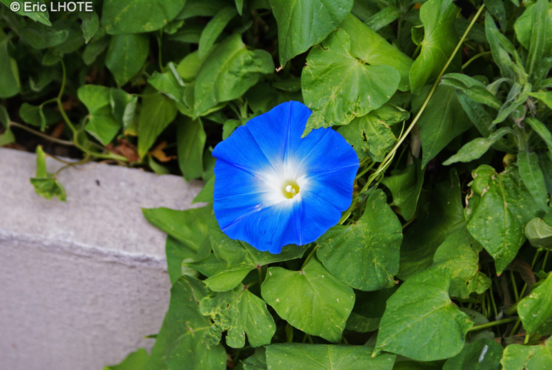Convolvulaceae - Ipomoea purpurea Heavenly Blue - Ipomée, Volubilis