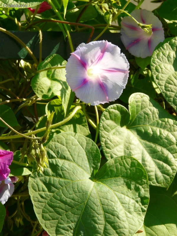  - Ipomoea purpurea - 