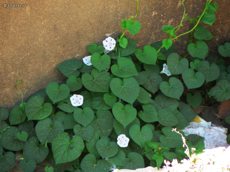  - Ipomoea purpurea - 