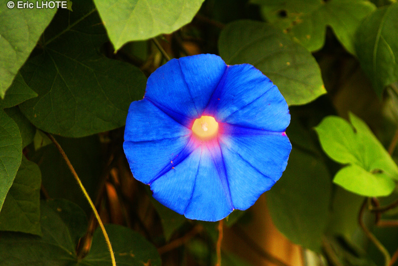 Convolvulaceae - Ipomoea purpurea - Ipom&eacute;e, Volubilis