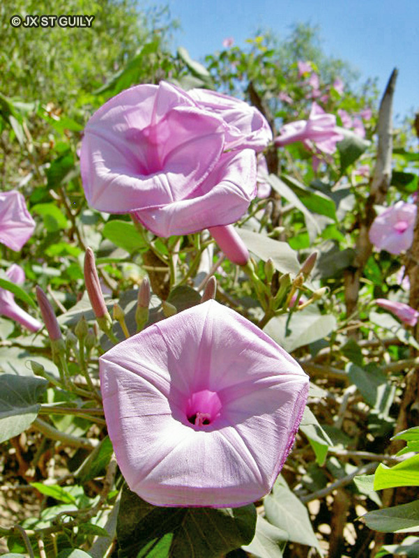 Convolvulaceae - Ipomoea sp. - Ipomée