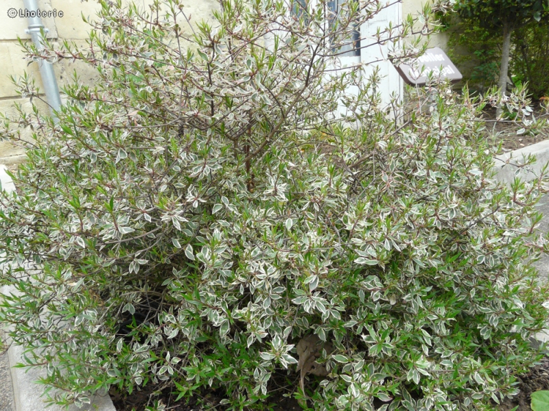  - Cornus alba Elegantissima Variegata - 
