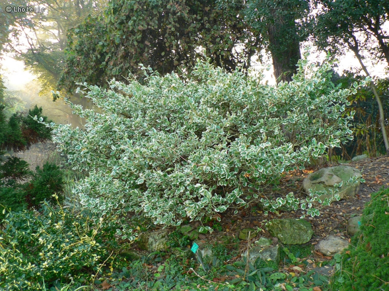  - Cornus alba Elegantissima Variegata - 