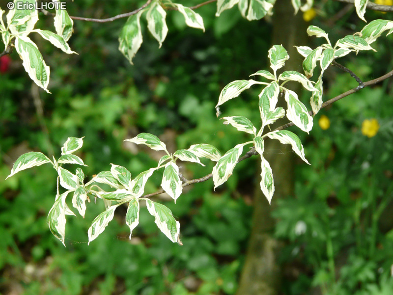  - Cornus alternifolia Argentea - 