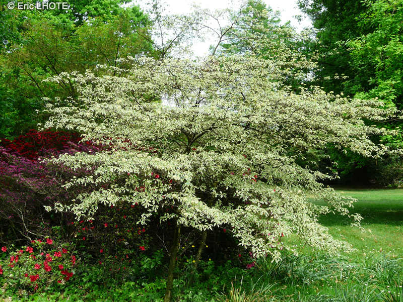 Cornaceae - Cornus alternifolia Argentea - Cornouiller