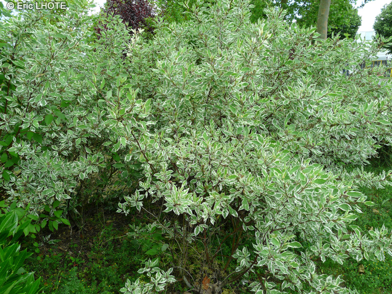 Cornaceae - Cornus controversa - Cornouiller des Pagodes, Cornouiller controversé