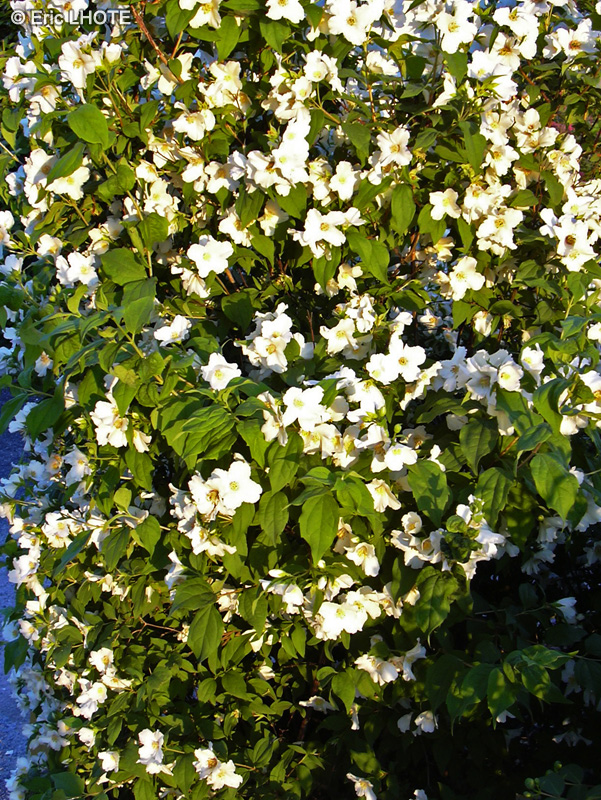  - Cornus florida - 