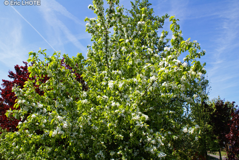 Cornaceae - Cornus florida - Cornouiller à fleurs, Cornouiller de Floride