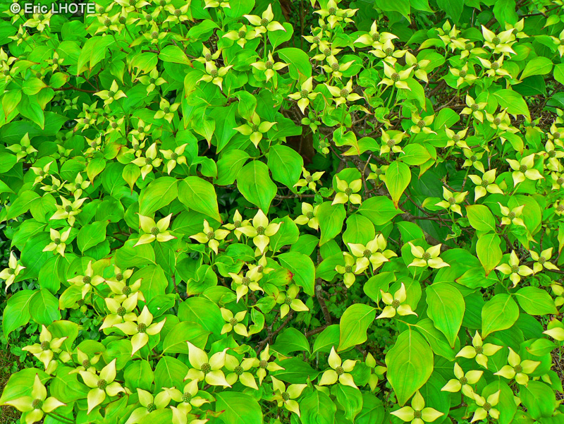 - Cornus kousa - 