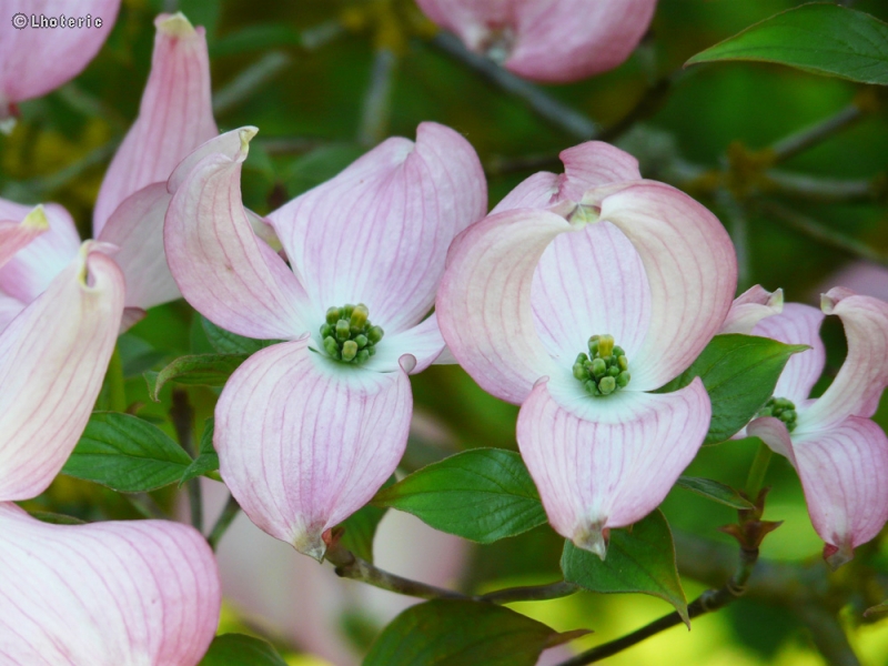  - Cornus kousa Satomi - 