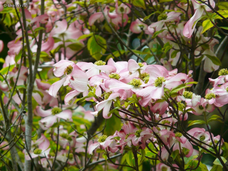  - Cornus kousa Satomi - 
