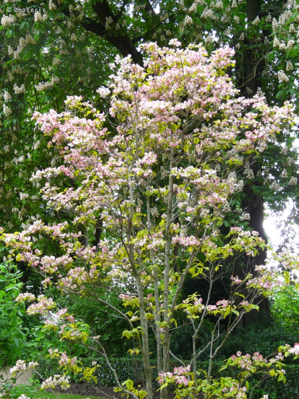  - Cornus kousa Satomi - 