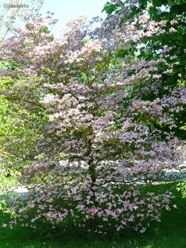  - Cornus kousa Satomi - 