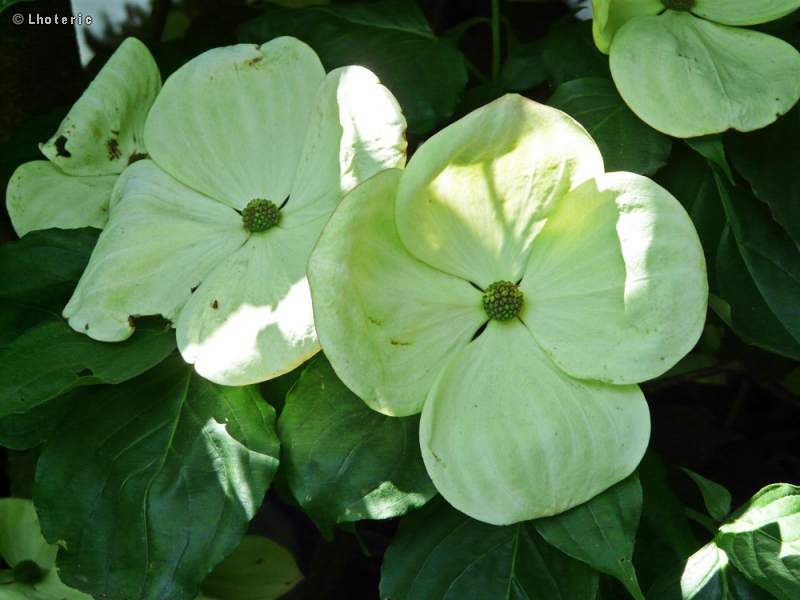  - Cornus kousa Venus - 