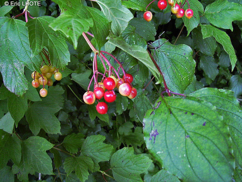 Cornaceae - Cornus sanguinea - Cornouiller sanguin