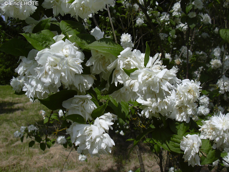  - Cornus x florida - 