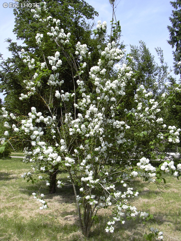 Cornaceae - Cornus x florida - Cornouiller