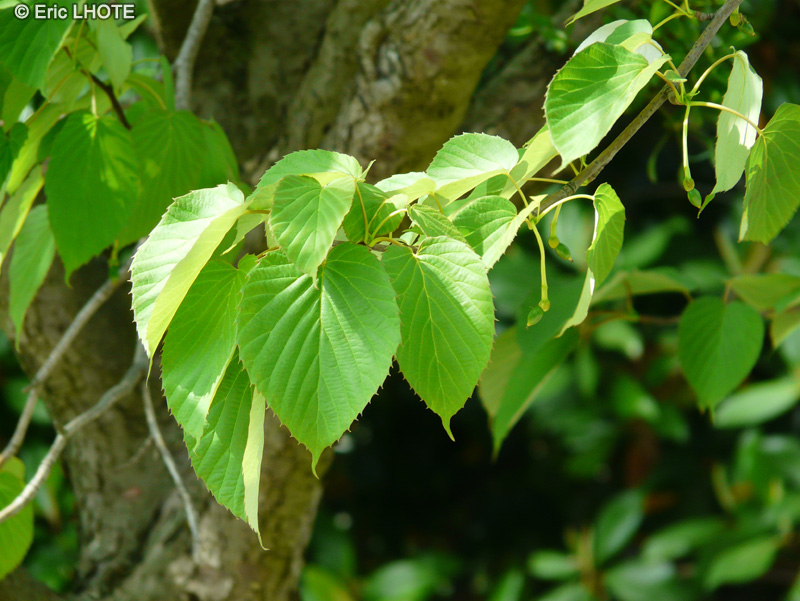  - Davidia involucrata - 