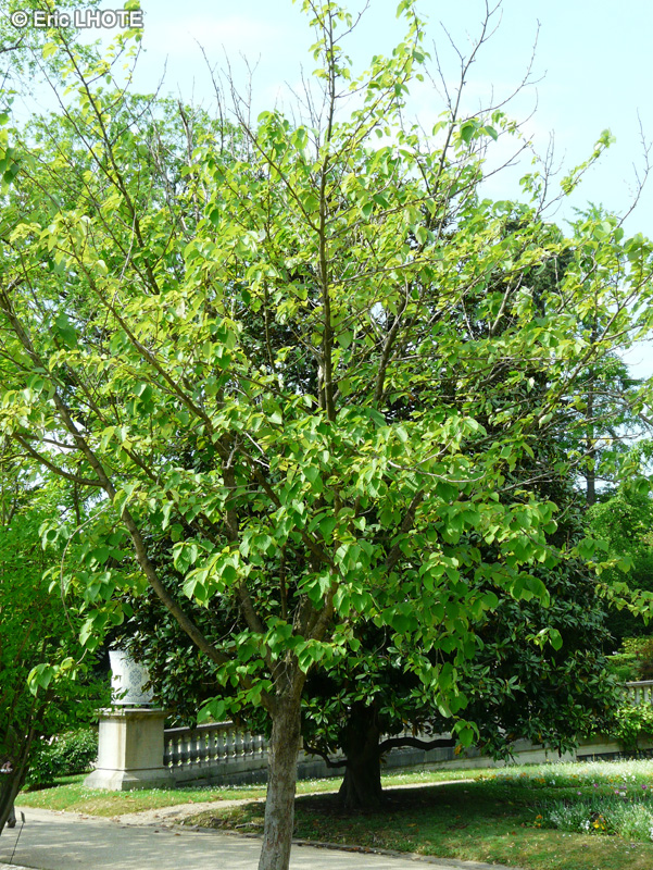 Cornaceae - Davidia involucrata - Arbre aux mouchoirs, Arbre aux pochettes