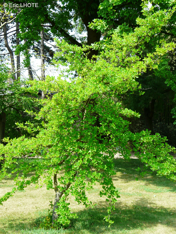 Cornaceae - Nyssa sylvatica - Tupélo, Tupélo des bois