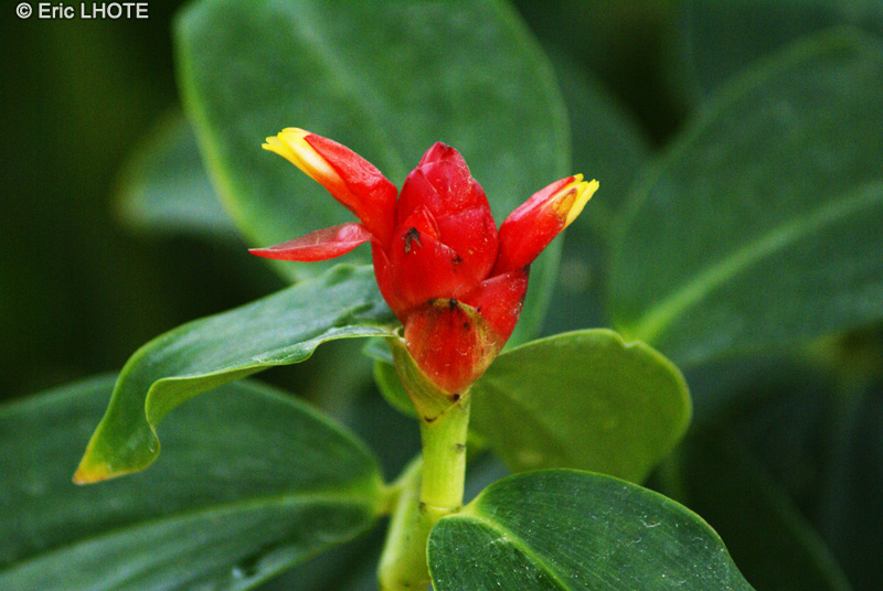 - Costus barbatus - 