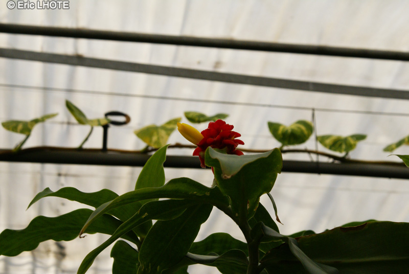 Costaceae - Costus barbatus - Coste, Canne d&rsquo;eau