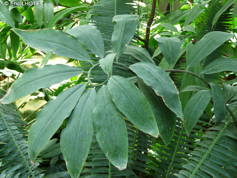 Costaceae - Costus deistelli - Coste, Canne d&rsquo;eau
