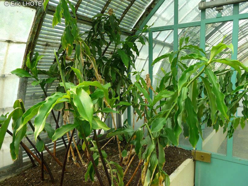 Costaceae - Costus lucanusianus - Costus lucanusianus