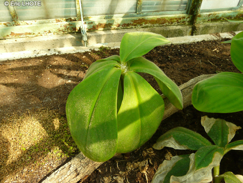 Costaceae - Costus malortieanus, Costus woodsonii - Costus de Woodson, Canne d&rsquo;eau