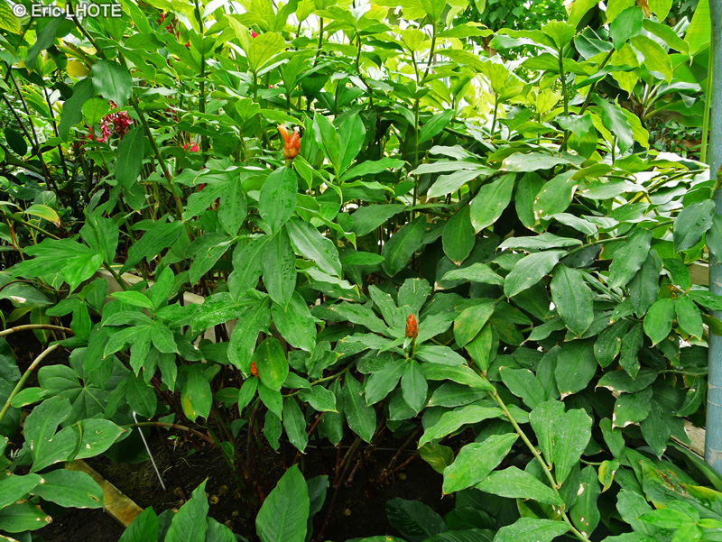  - Costus pulverulentus - 
