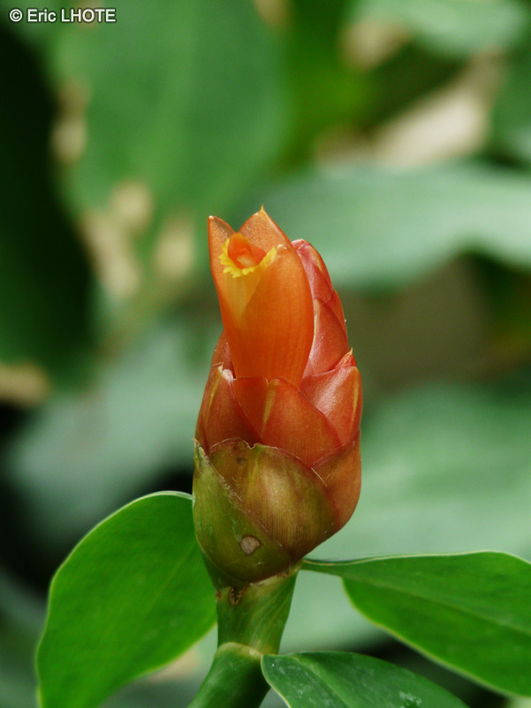 Costaceae - Costus pulverulentus - Coste, Canne d&rsquo;eau