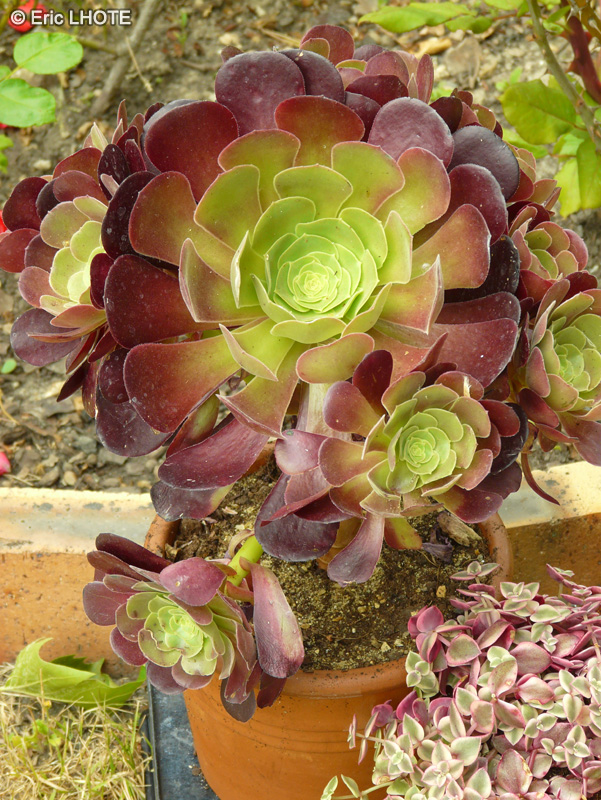  - Aeonium arboreum Velour - 
